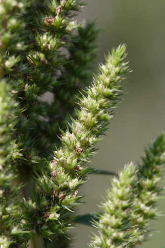 Amaranthus hybridus #11